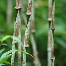 Bambú Chimono. marmorea